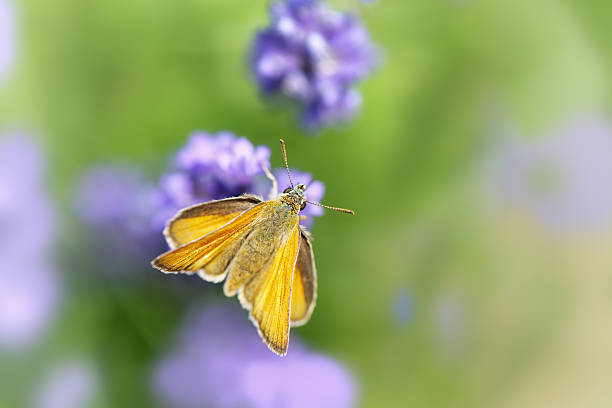 Close up shot of butterfly (Hesperiidae) on the flower stock photo