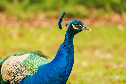 Close up shot of Male colourful peacock in constantia valley Cape Town South Africa