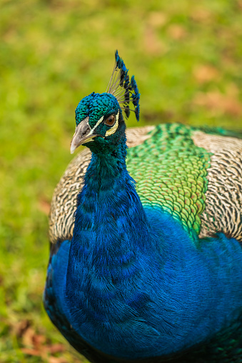 Close up shot of Male colourful peacock in constantia valley Cape Town South Africa
