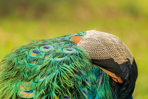Close up shot of Male colourful peacock texture in constantia valley Cape Town South Africa