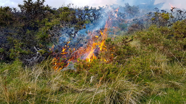 기후 변화로 인한 건조한 여름의 결과로 웨일스 산 꼭대기에서 불타는 황무지의 클로즈업 샷 - eileen ash 뉴스 사진 이미지