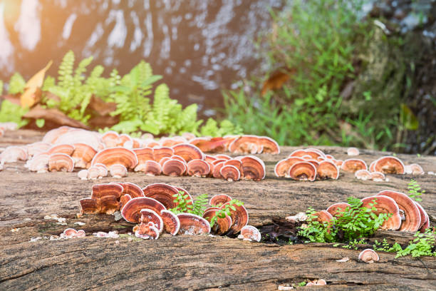 Close up shot of mushroom on timber wood Group of Ganoderma Lucidum Mushroom or Ling Zhi Mushroom  on timber wood in rain forest lingzhi stock pictures, royalty-free photos & images