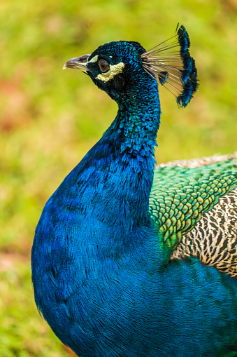 Close up side shot of Male colourful peacock in constantia valley Cape Town South Africa