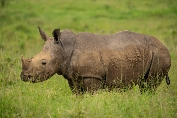 Close up side view of a rhino calf. stock photo