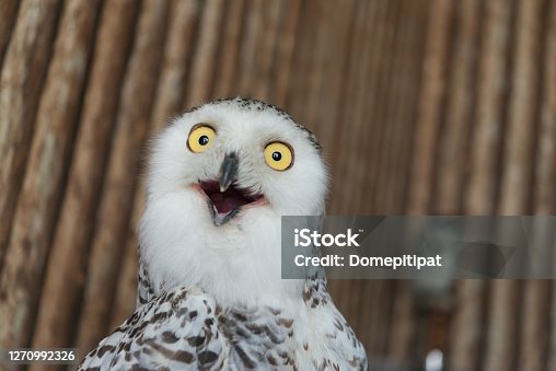 istock Close up snowy owl eye making shock or funny face expression with wooden pattern background. 1270992326