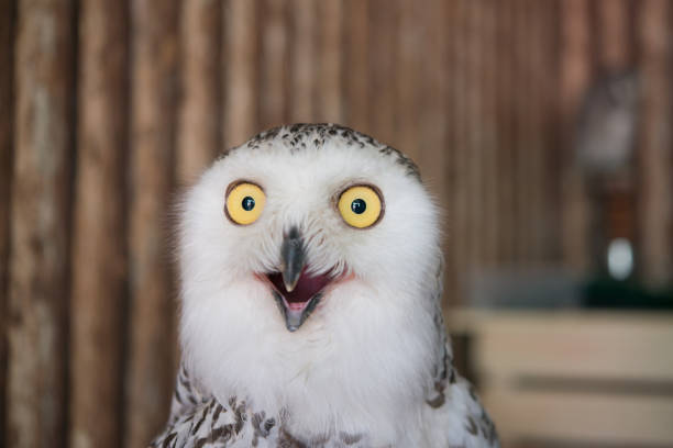close up snowy owl eye with wooden background - humor imagens e fotografias de stock