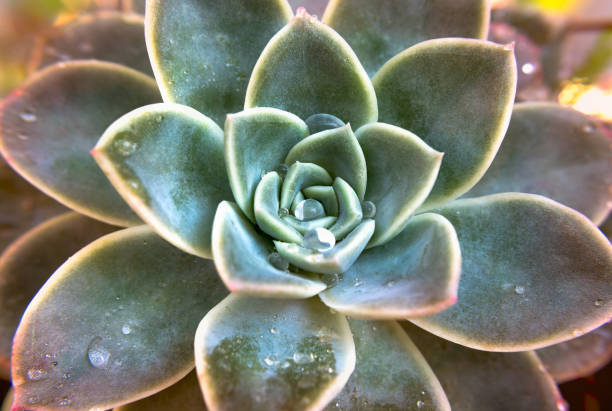 Close up Succulent with dewdrops stock photo