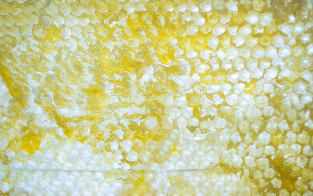 Close up texture and pattern of a section of wax honeycomb from a bee hive filled with golden honey from nature.  royal jelly stock pictures, royalty-free photos & images
