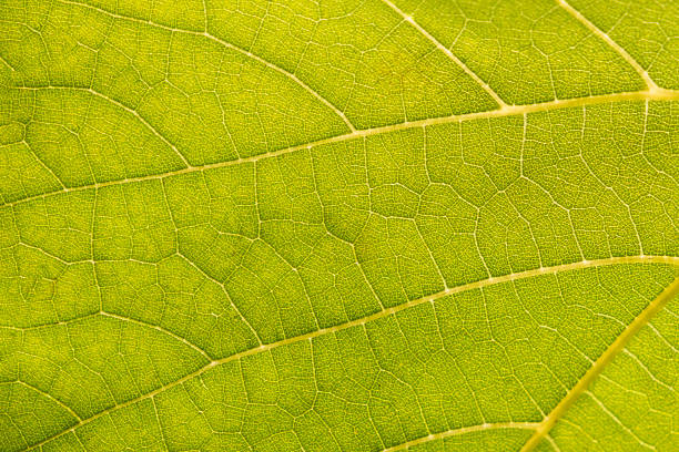 close up texture of green bright grape leaf stock photo
