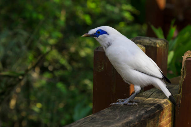 close up view of a bali mynah bird perched on a wooden fence. - social media imagens e fotografias de stock