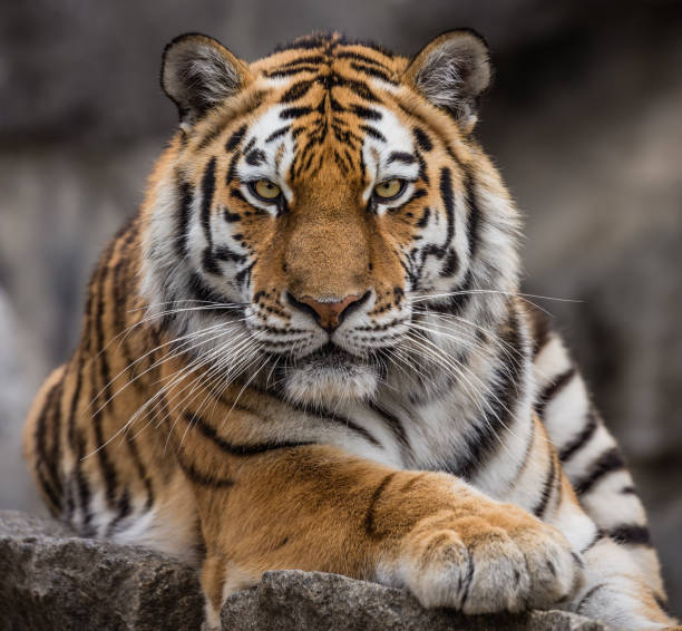 Close up view of a Siberian tiger (Panthera tigris altaica) stock photo