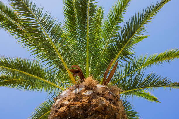 Close up view of ananas formed top of palm tree isolated on blue sky background. Greece. stock photo