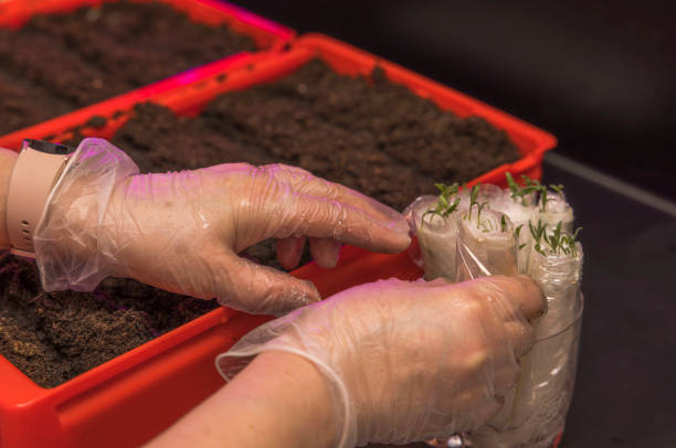 Close up view of female hands planting tomato sprouts. stock photo