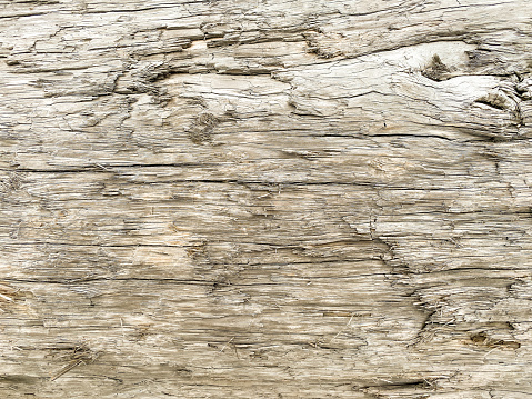 a close up view of old sea ocean driftwood log