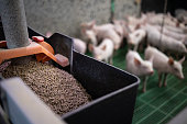 istock Close up view of pig feed granules and piglets in background. 1323860801