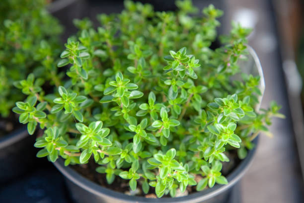 close up view of potted thyme plant with green leaves close up view of potted thyme plant with green leaves thyme photos stock pictures, royalty-free photos & images