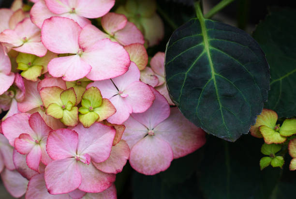 Close up view of red hydrangea flowers in the garden stock photo