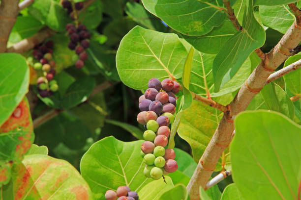 Close up View of Ripening Sea Grape Cluster stock photo