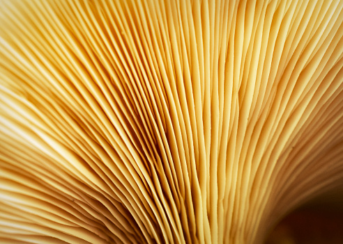 Close up view of the gills of a common oyster mushroom.