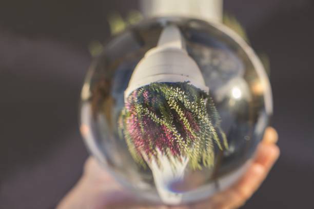 Close up view of upside-down reflection of pot with Calluna vulgaris plant in glass ball on man's hand. Close up view of upside-down reflection of pot with Calluna vulgaris plant in glass ball on man's hand. reentry stock pictures, royalty-free photos & images