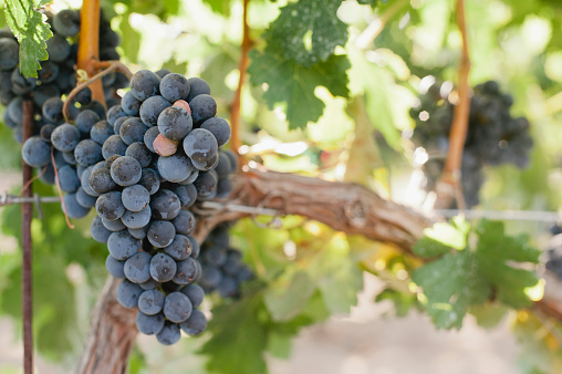 A small bunch of red wine grapes hand on a grapevine