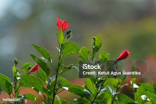istock Close Up View Small Red Flowers And Leaves Type Of Hibiscus Flower Plant In The Garden 1401666001