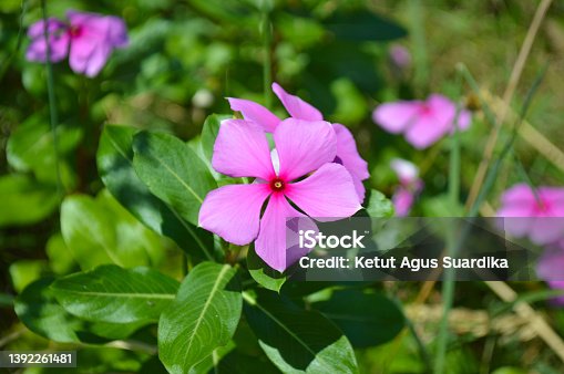 istock Close Up View Sweet Red Flowers Of Bright Eyes Or Cape Periwinkle Or Catharanthus Roseus Plant 1392261481