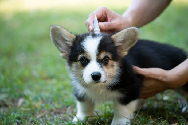 Close up woman applying tick and flea prevention treatment and medicine to her corgi dog or pet stock photo