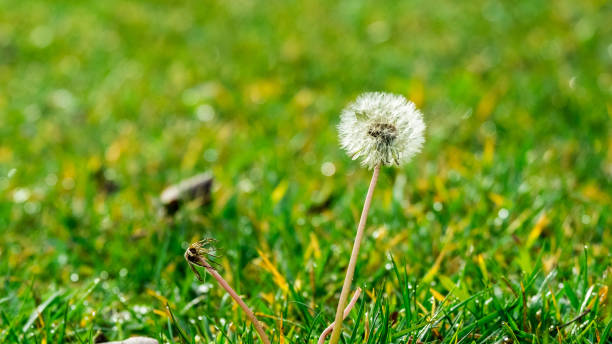 Closed Bud of a dandelion. Dandelion white flowers in green grass. High quality photo stock photo