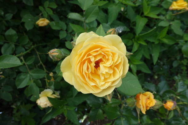 Free amber rose