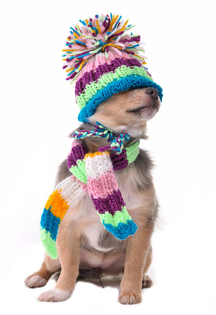 Closed eyes concept. Chihuahua Puppy With Hat Pulled Over Face. stock photo