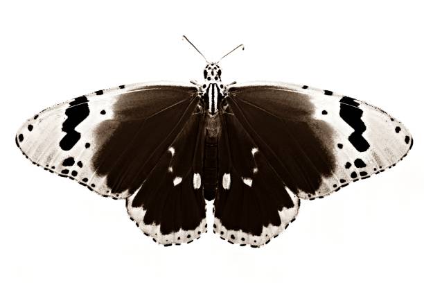 Closed up butterfly (black and white) Closed up butterfly (black and white) animal antenna photos stock pictures, royalty-free photos & images