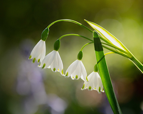 A closed up of the Loddon Lily in the morning light, with a bright blurry background