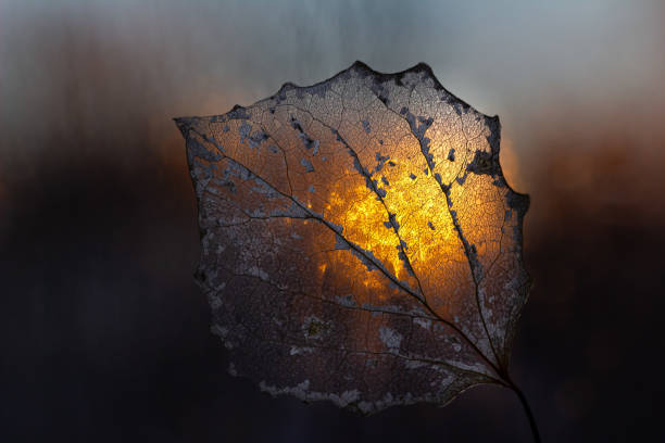 Close-up aspen skeleton leaf with sunset backlit Close-up aspen skeleton leaf with sunset backlit, dark background fossil leaves stock pictures, royalty-free photos & images