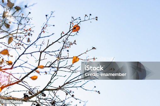 istock Closeup Autumn leaves in sunshine, light blue background with copy space 1408756958