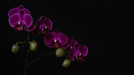 Close-up branch of a dark purple blooming orchid on a black background.Phalaenopsis home flowers,garden.Concept for a beautiful banner,card,gift.Copy space,place for text