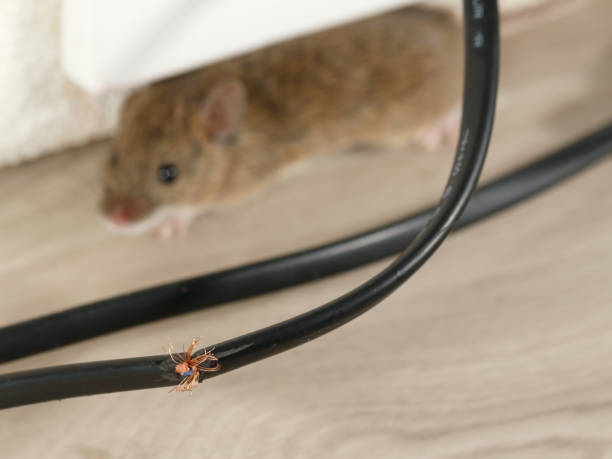 Close-up broken wire. Mouse lies in corner and looking at camera. stock photo