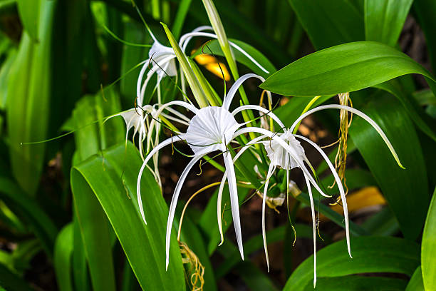 Closeup crinum asiaticum flowers with green leaf Crinum asiaticum flowers bruce springsteen stock pictures, royalty-free photos & images