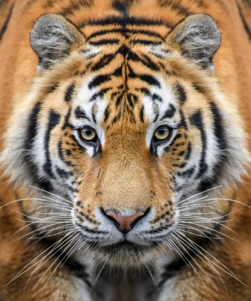 Close-up detail portrait of big Siberian or Amur tiger Beautiful close up detail portrait of big Siberian or Amur tiger endangered species photos stock pictures, royalty-free photos & images