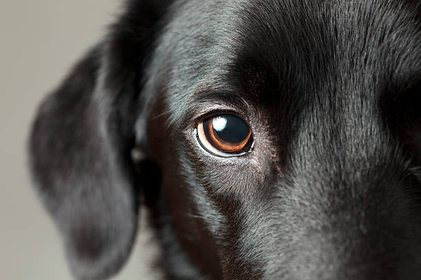 Close-up dog eye looking at you Close-up of a black labrador retriever mix dog eye and face. Friendly but intent look at camera. animal eye stock pictures, royalty-free photos & images