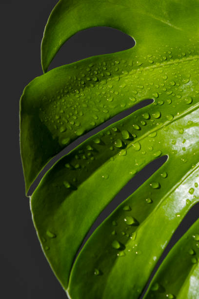 Close-up drops of water on a blooming Monstera deliciosa Leaf or Swiss cheese plant on a dark background. The concept of tropical plants and minimalism. Care for home plants. stock photo