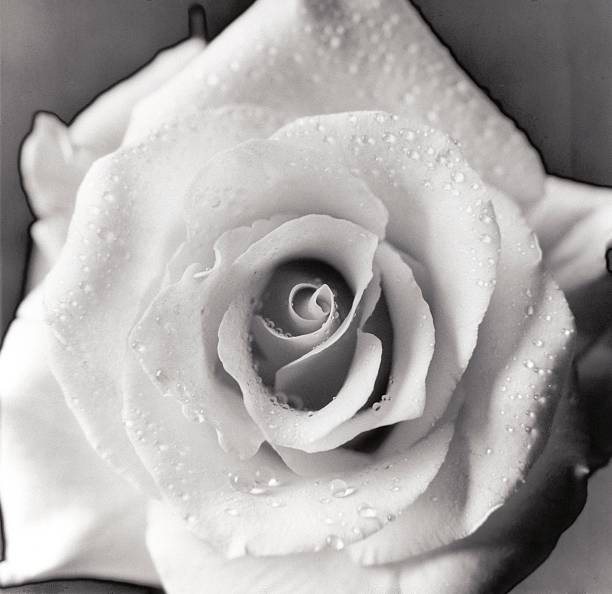 Close-up flower : Rose with droplets in black and white. stock photo
