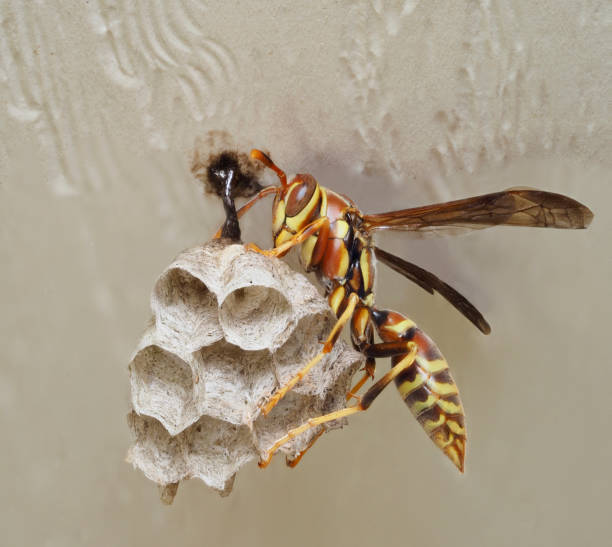 A Closeup Focus Stacked Image of a Paper Wasp Attending to It's Nest stock photo