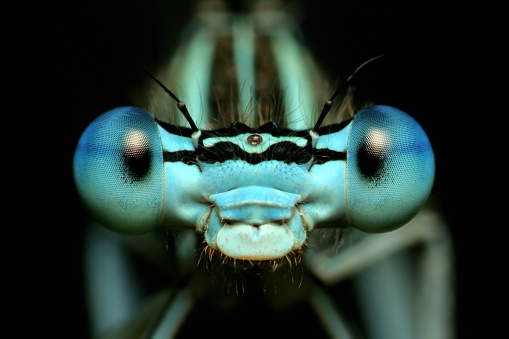 Close-up of flying dragonfly. The photo was taken at dusk when the water surface on pond turned dark from surrounding vegetation. Characteristic long wings, huge eyes and other details are clearly visible.