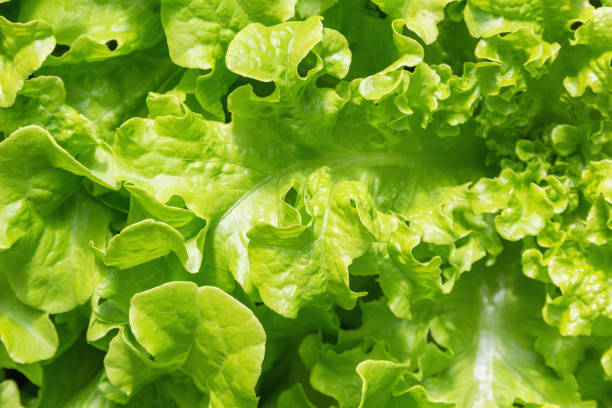 Close-up green lettuce leaves stock photo