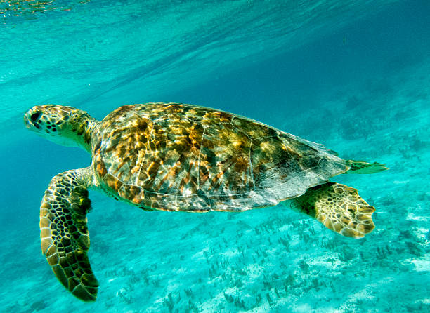 nahaufnahme, grüne meeresschildkröte schwimmen im sonnendurchfluteten karibische meer. - tobago stock-fotos und bilder