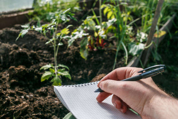 Closeup hands of greenhouse worker taking notes in seedlings in notebook. Tomatoes seedling stock photo