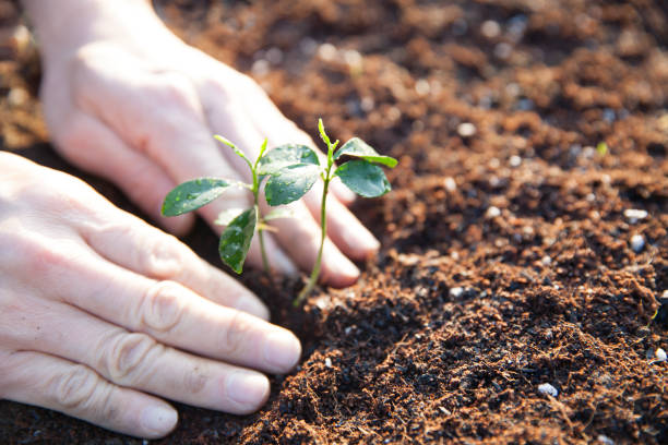 closeup hands planting young tree in soil closeup hands planting young tree in soil afforestation stock pictures, royalty-free photos & images