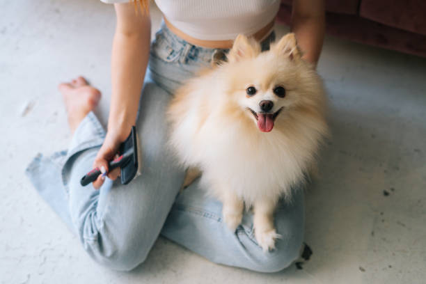 Close-up high-angle view of unrecognizable young woman gently combing pretty white small Spitz pet dog, sitting on floor at home. stock photo