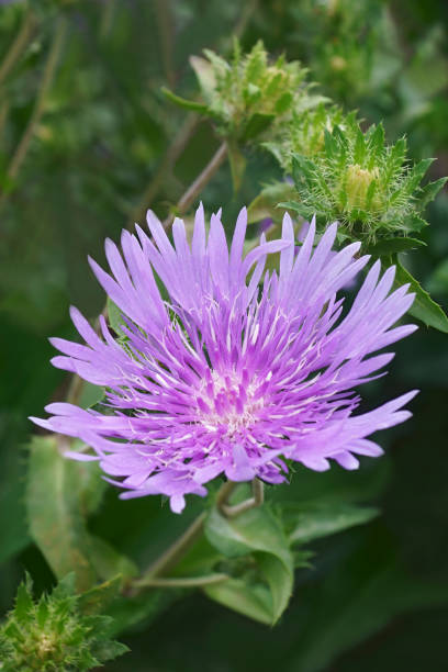 Close-up image fo Stockesia flower stock photo